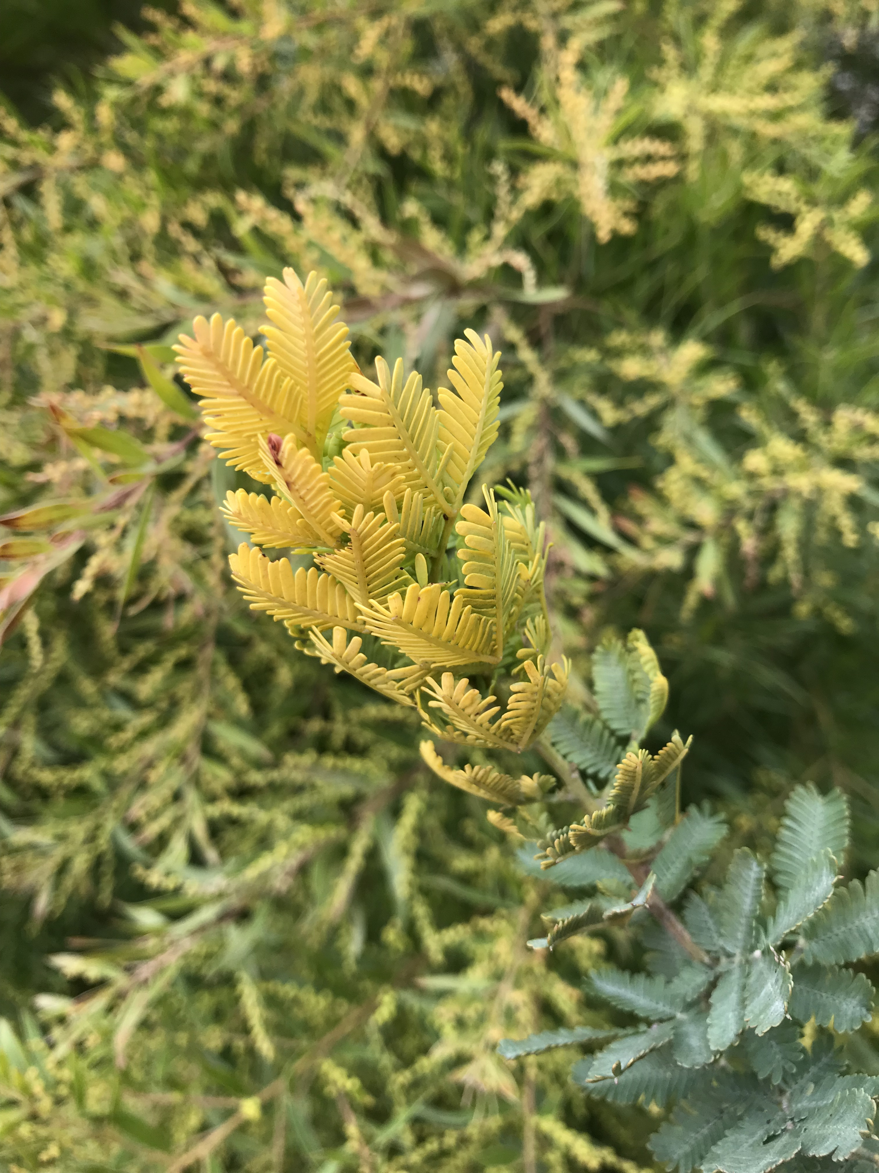 Acacia baileyana var. aurea