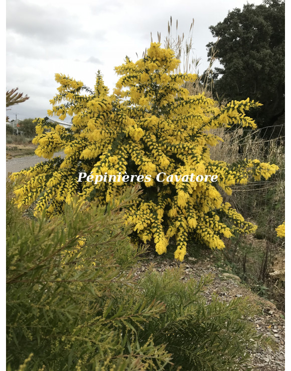 Acacia baileyana 'Maréchal Joffre'