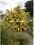 Acacia baileyana 'Maréchal Joffre'