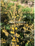 Acacia aspera