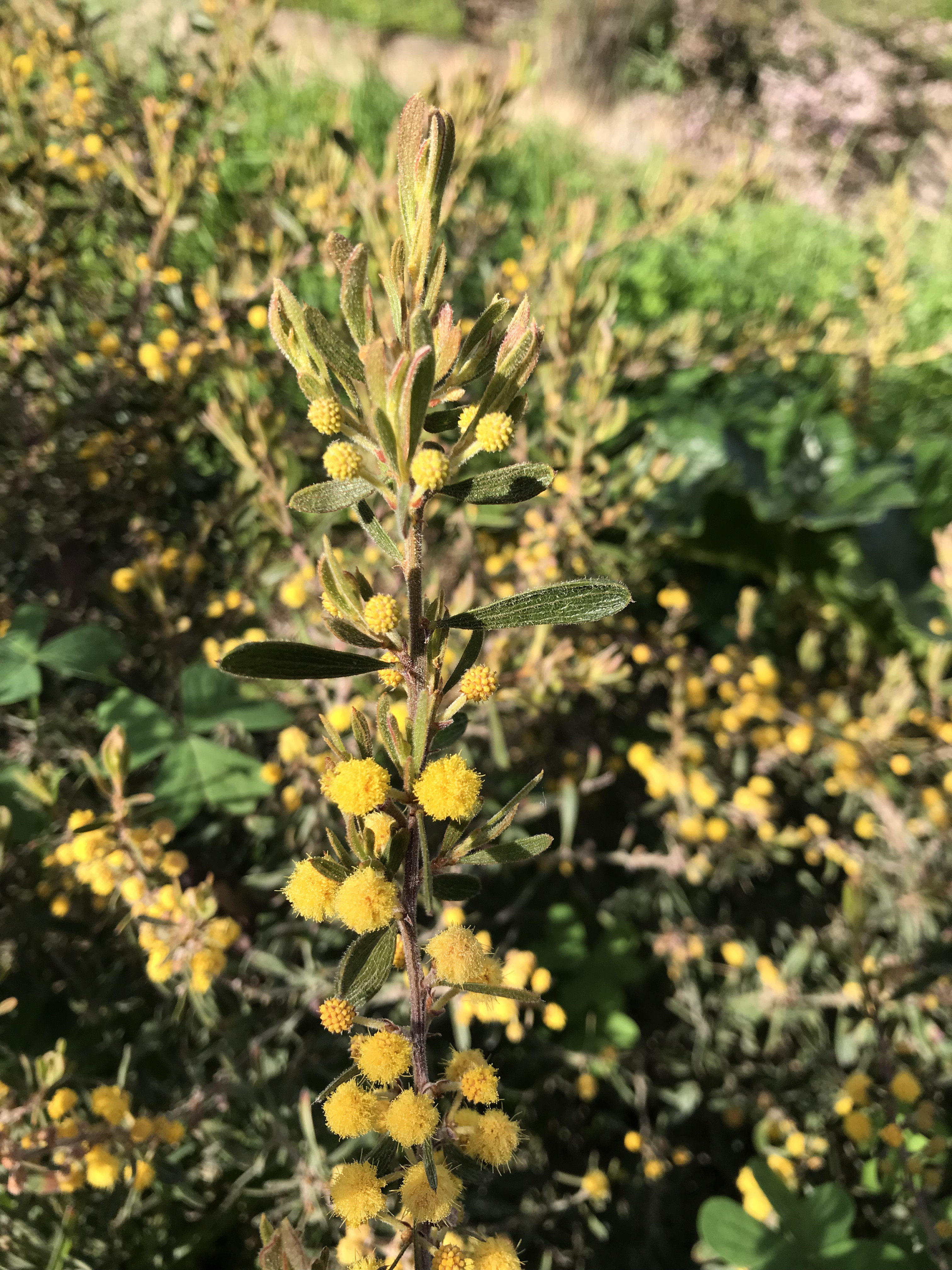 Acacia aspera