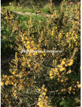 Acacia aspera