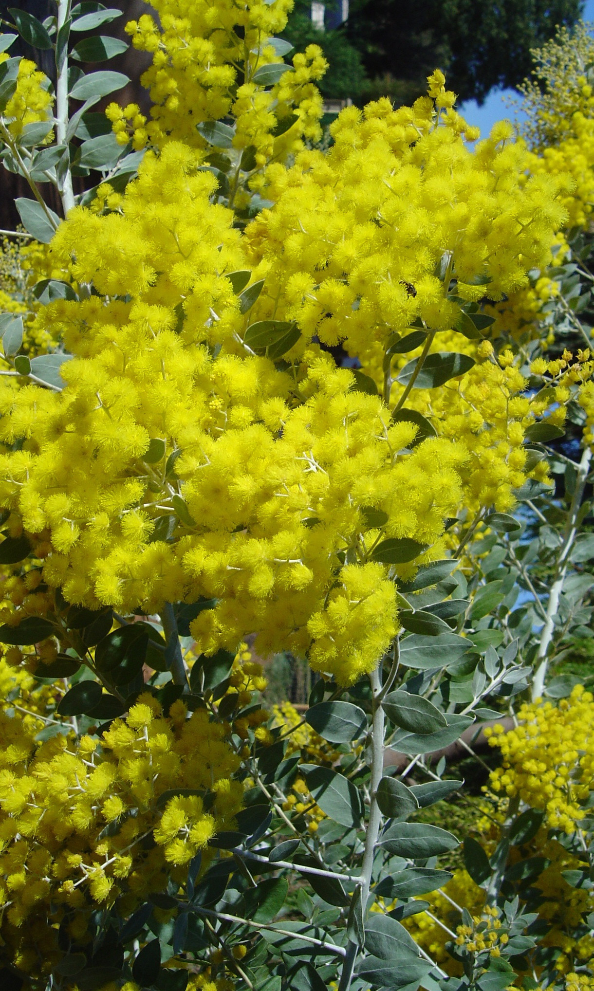 Acacia podalyriifolia syn. moutteana