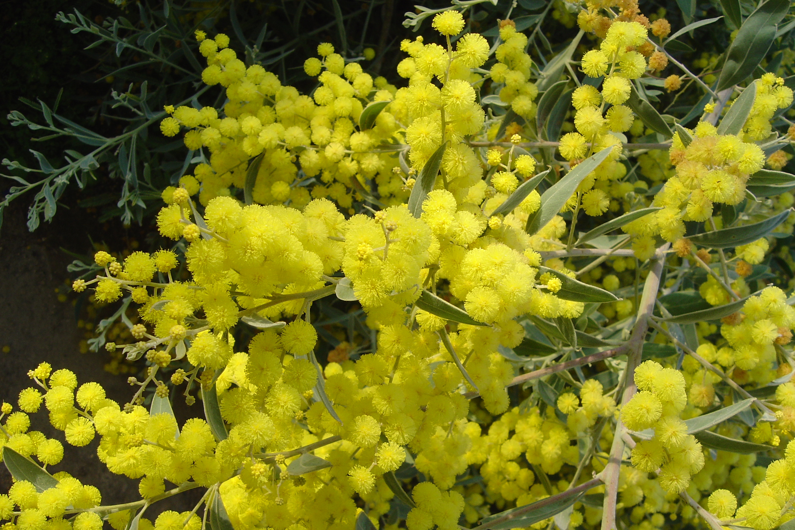 Acacia hanburyana