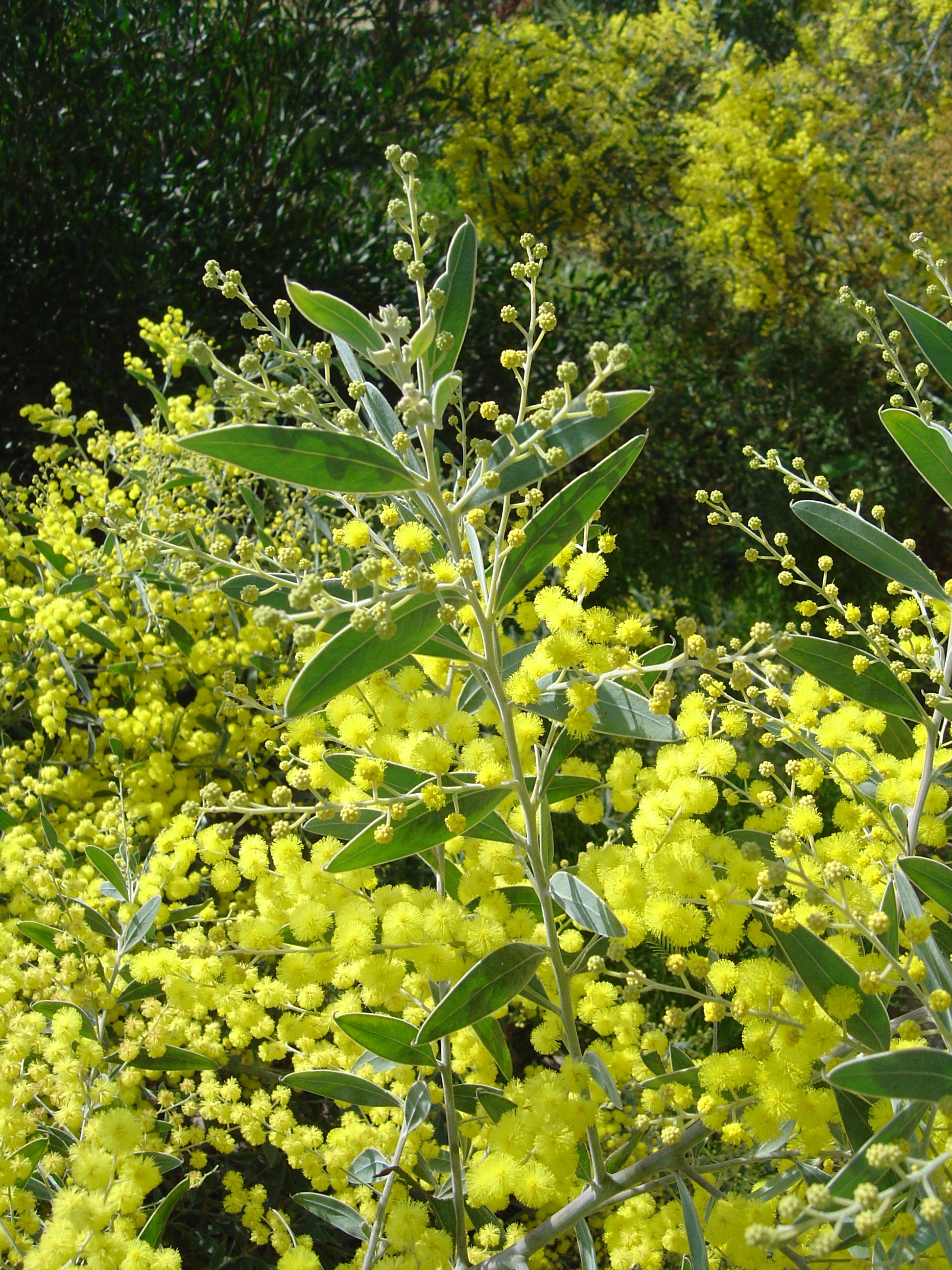 Acacia hanburyana