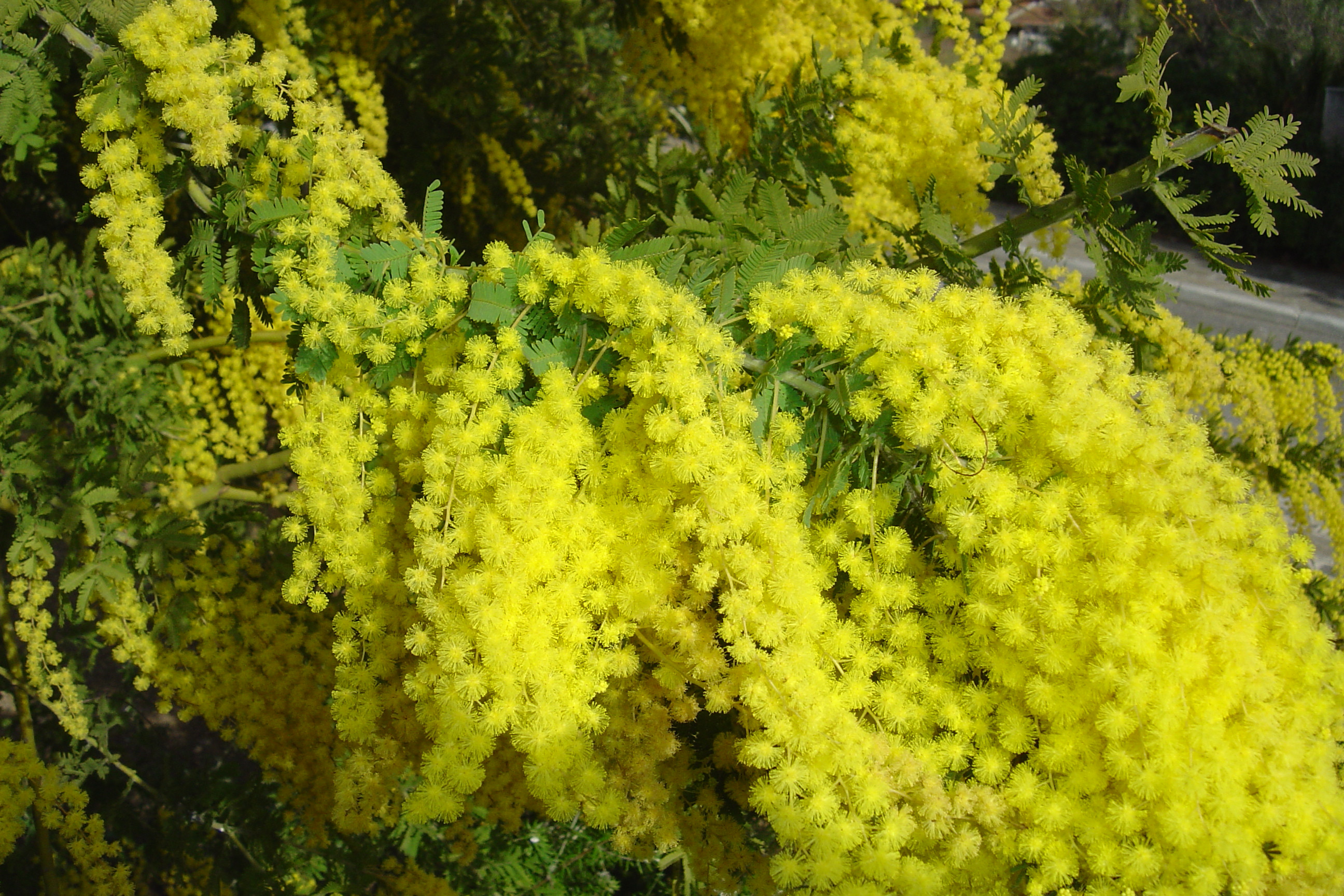 Acacia pubescens