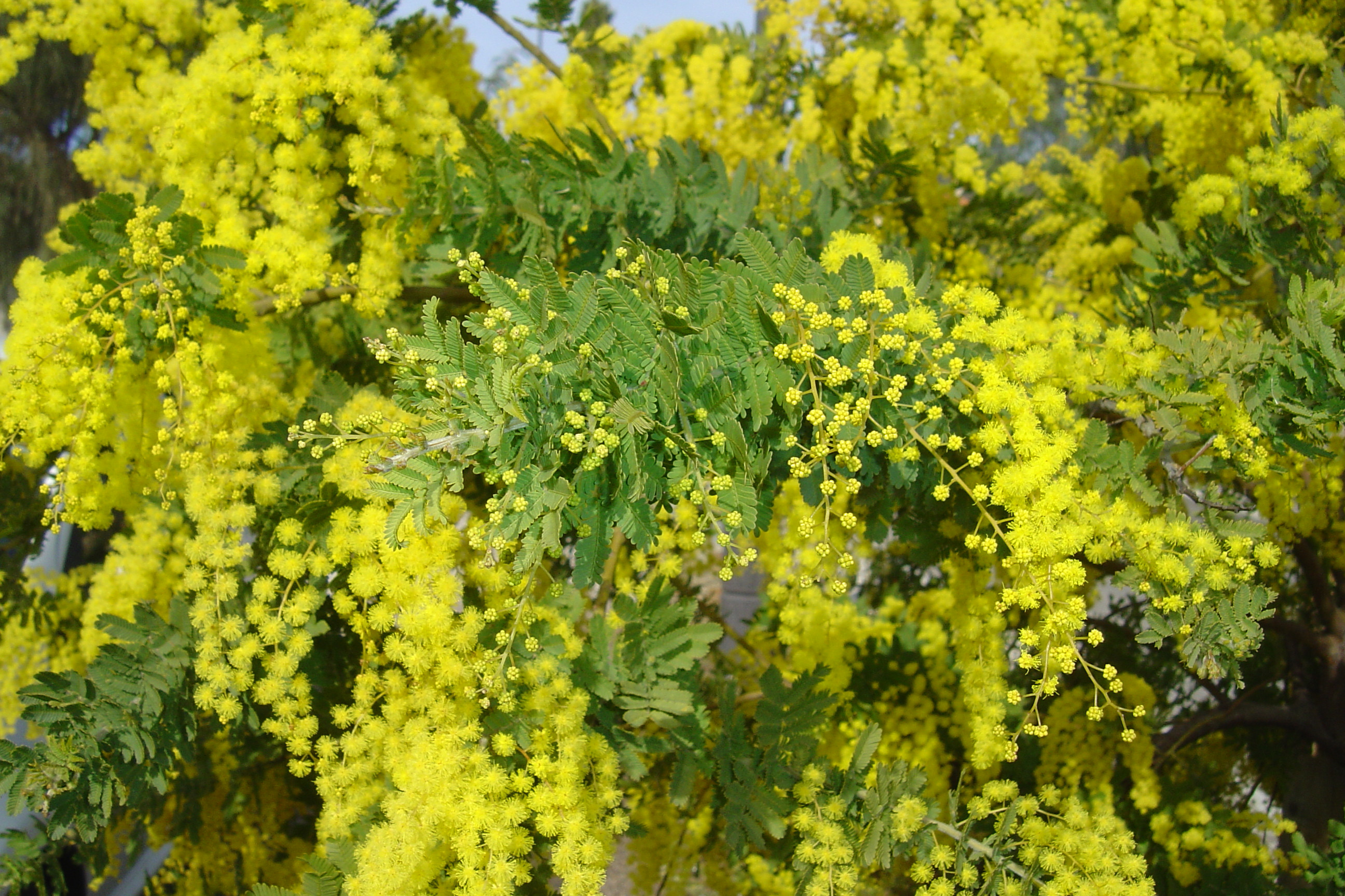 Acacia pubescens