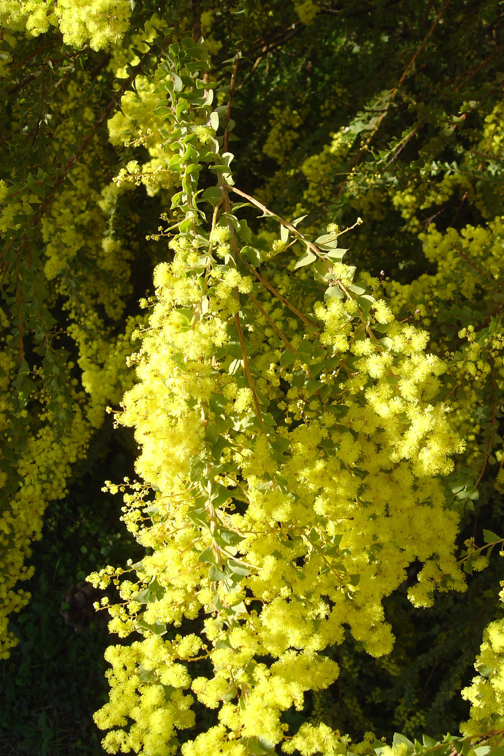 Acacia pravissima