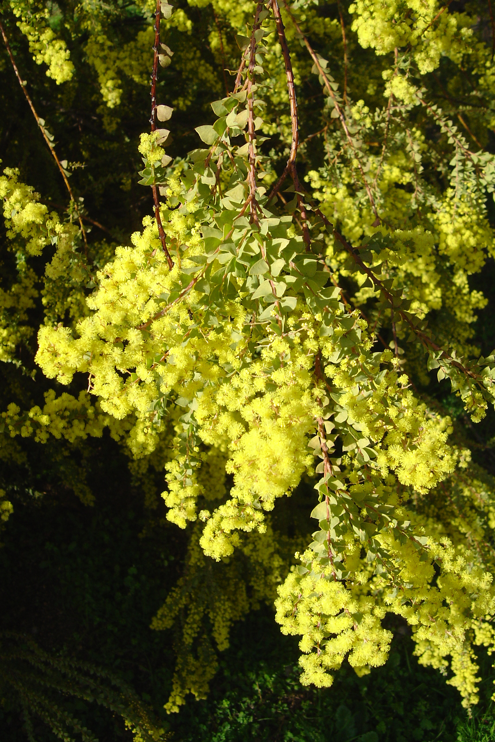 Acacia pravissima