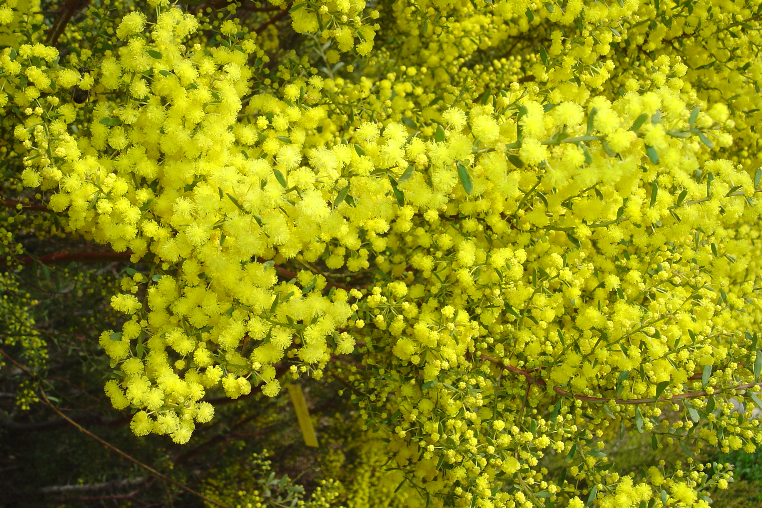 Acacia acinacea