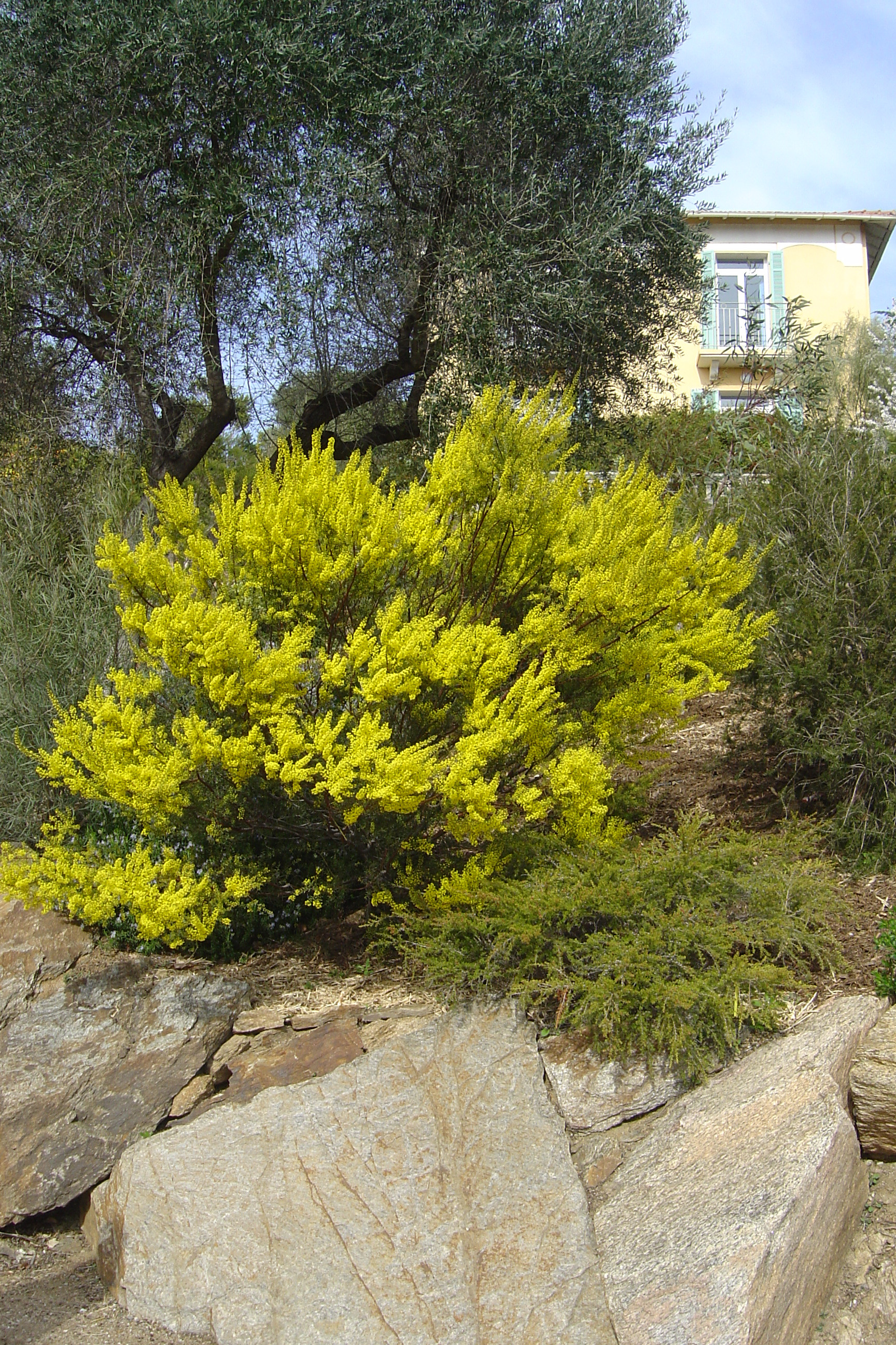 Acacia acinacea