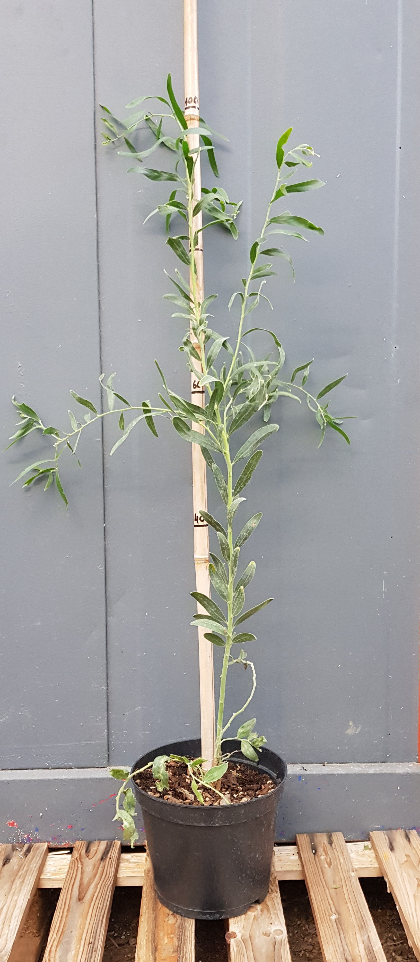 Acacia rostellifera
