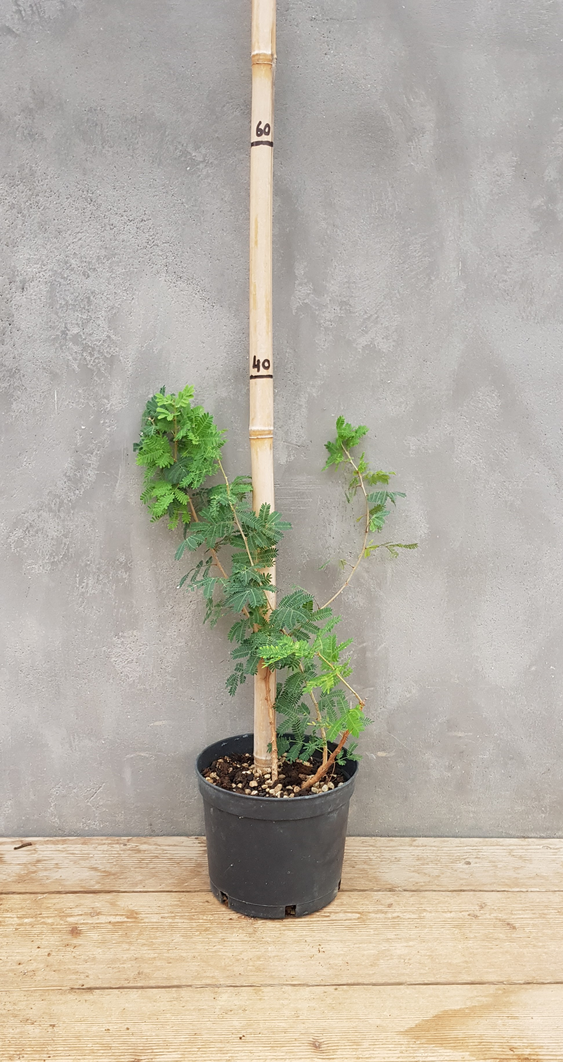 Acacia gerrardii