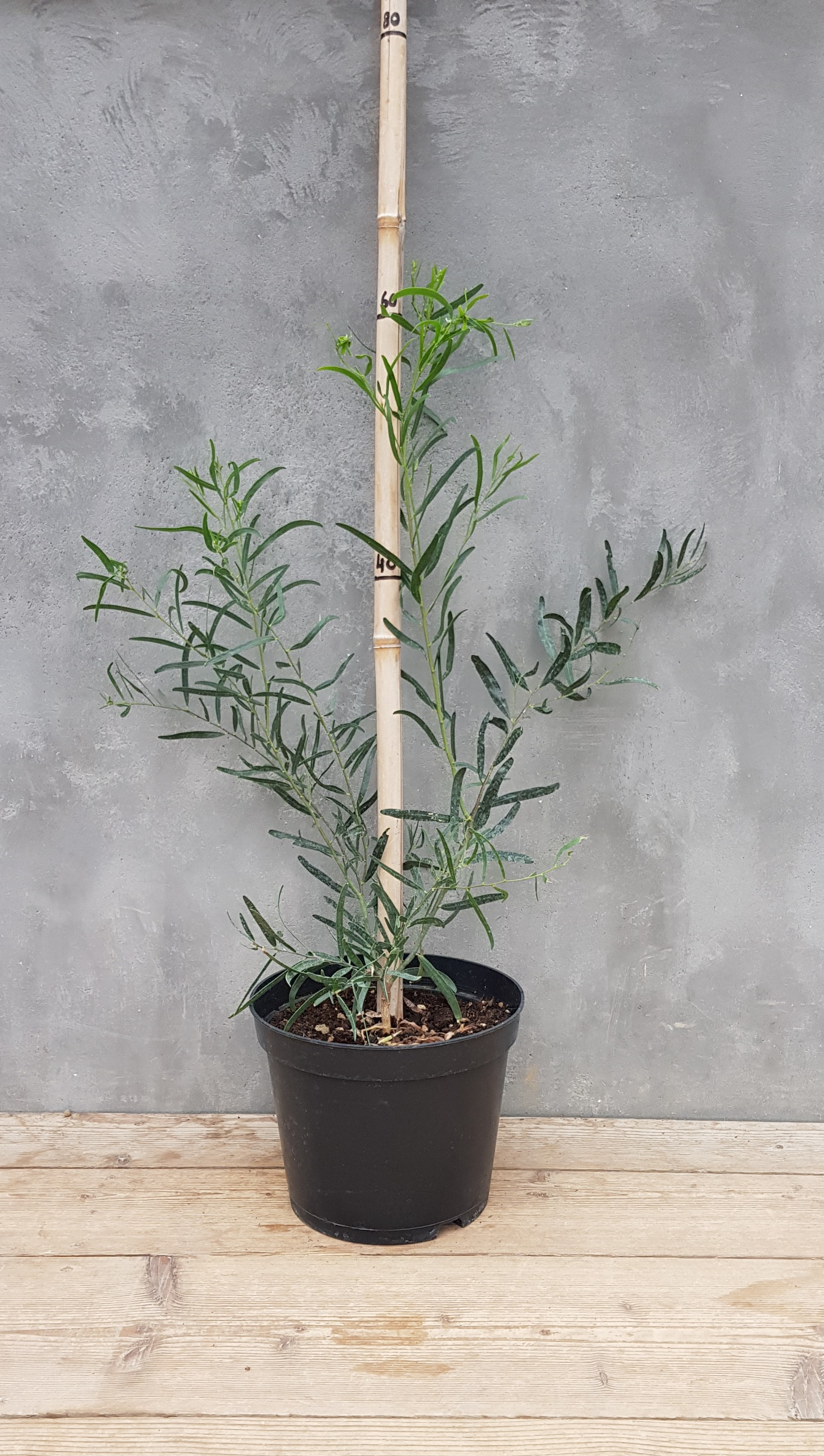 Acacia ligulata