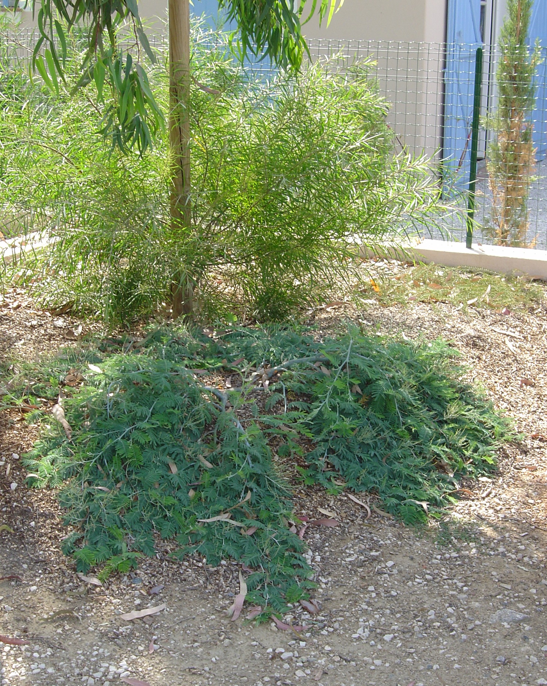 Acacia dealbata 'Pendula' couvre sol