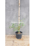 Acacia senegal var. rostrata