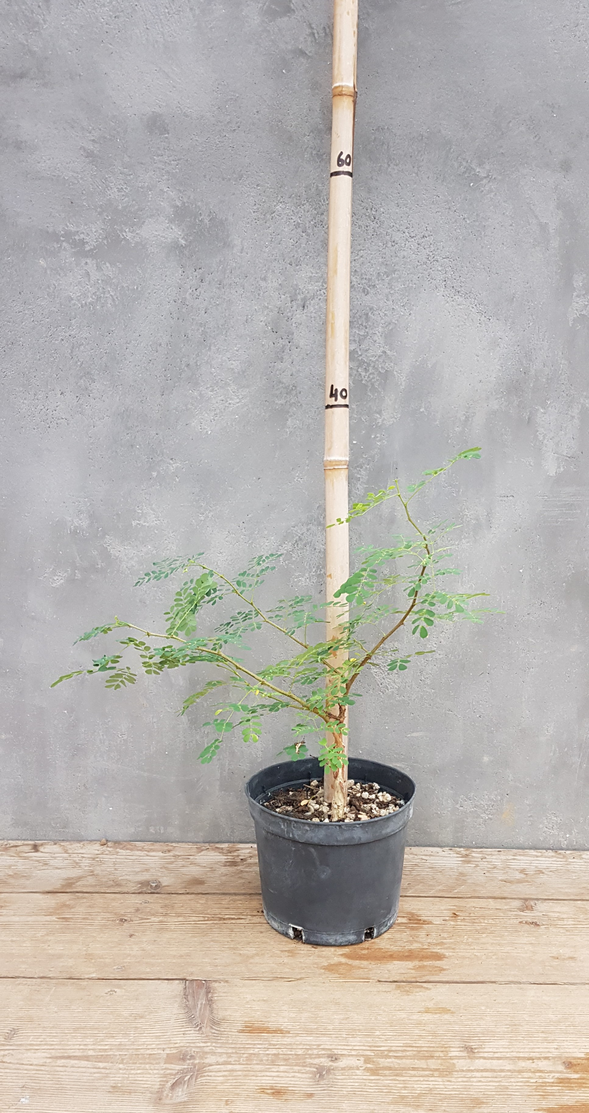 Acacia senegal var. rostrata