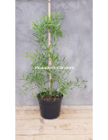 Acacia wilhelmiana