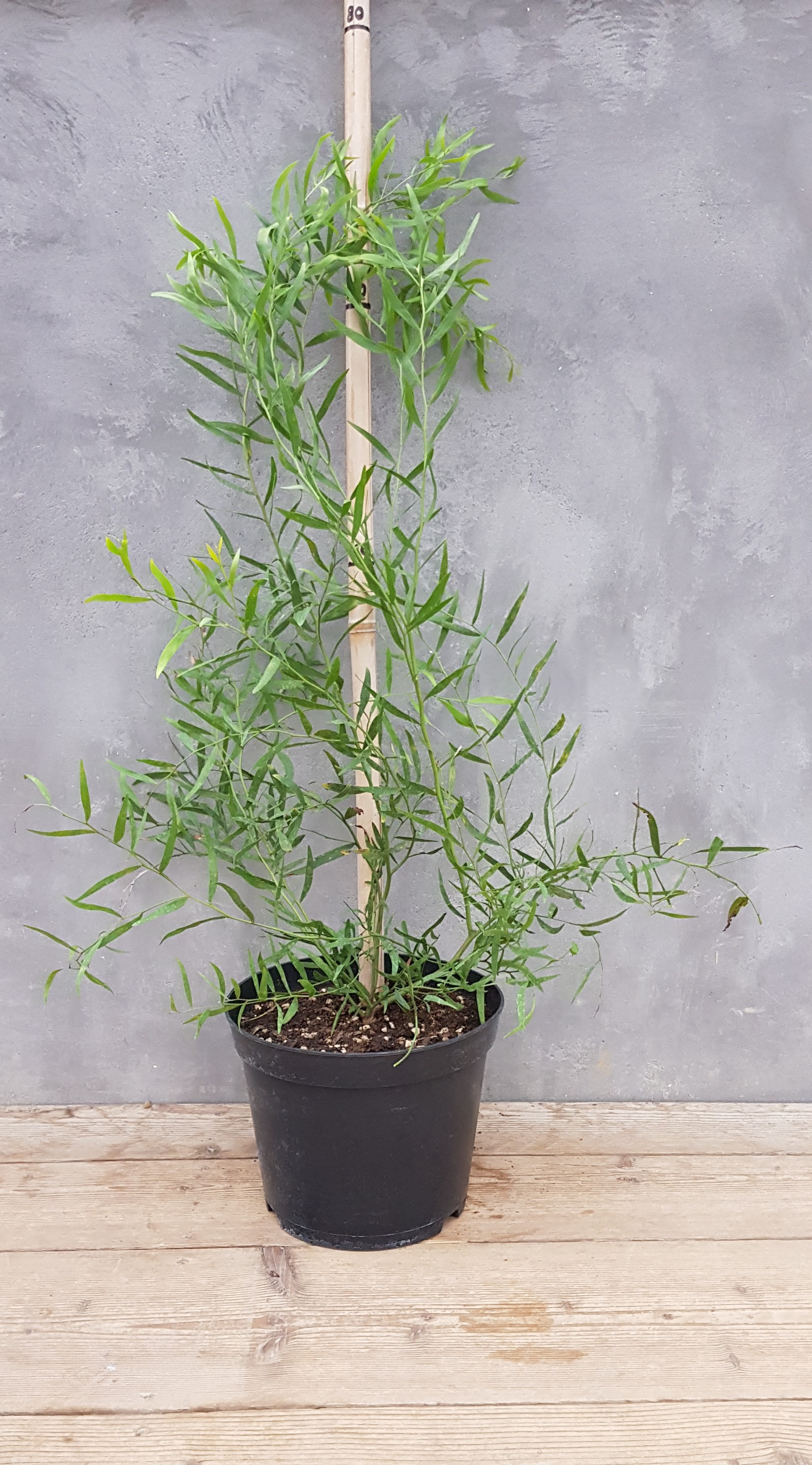 Acacia wilhelmiana
