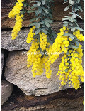 Acacia baileyana 'Prostrate'