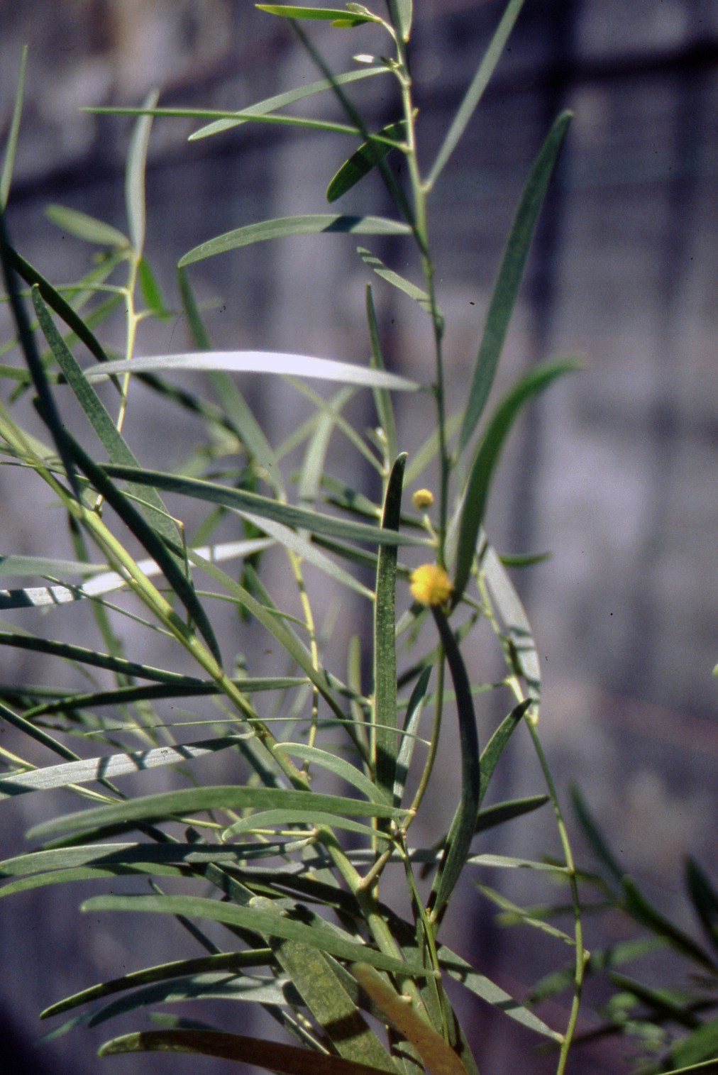 Acacia cyclops