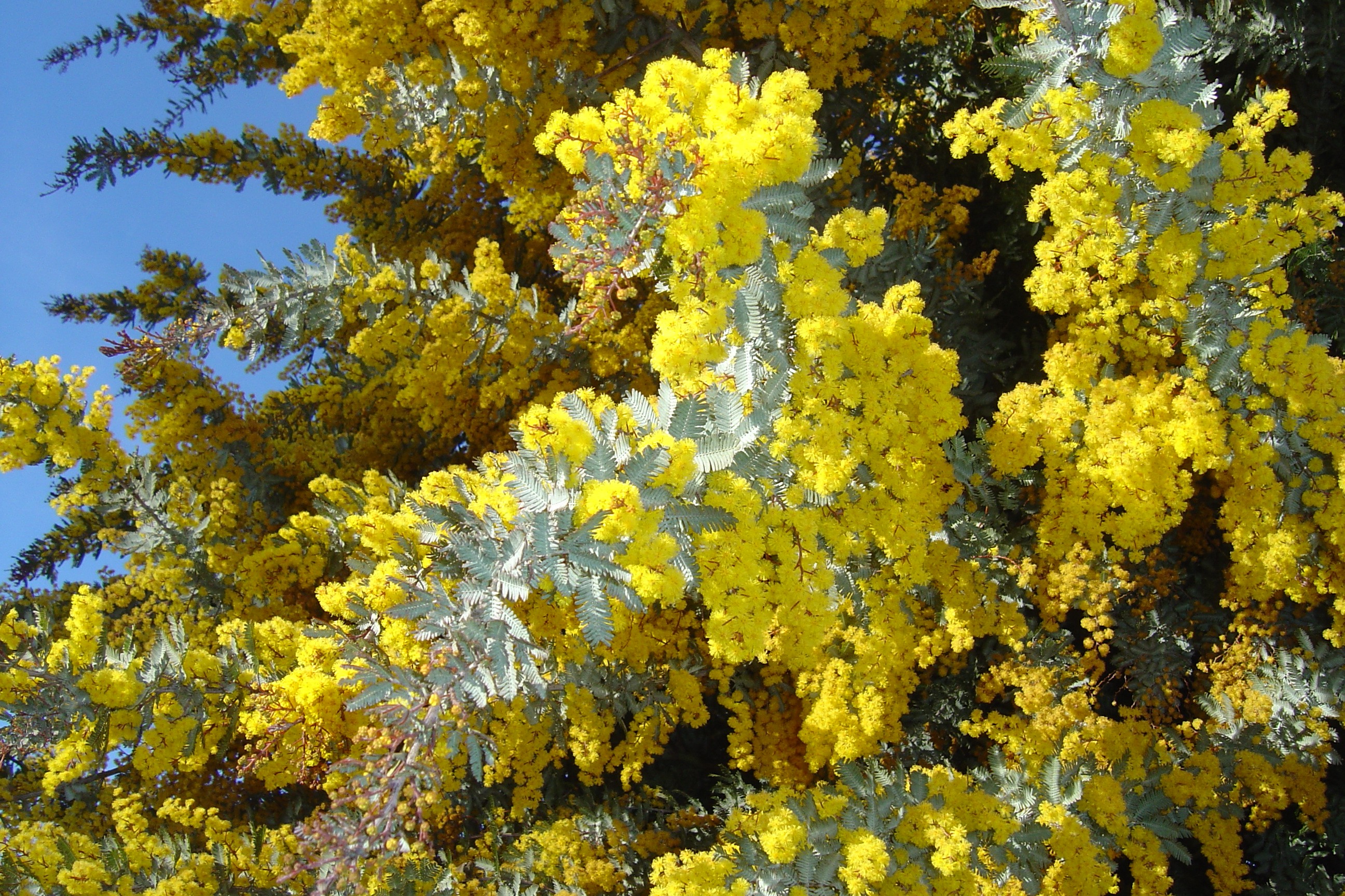 Acacia baileyana var. purpurea