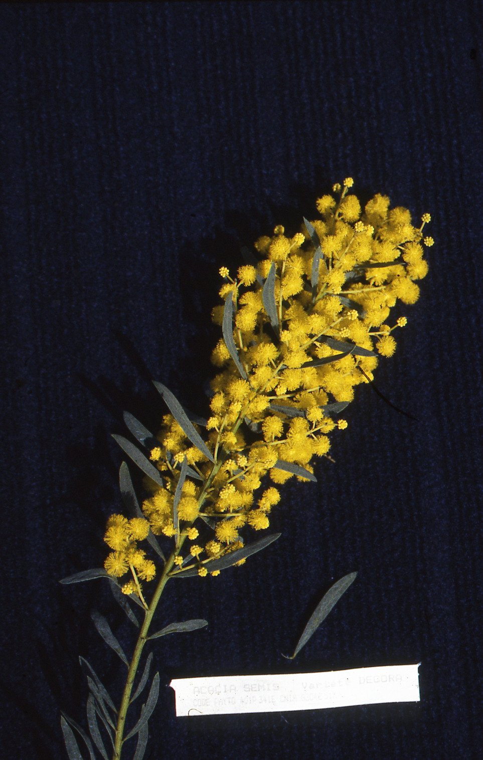 Acacia decora