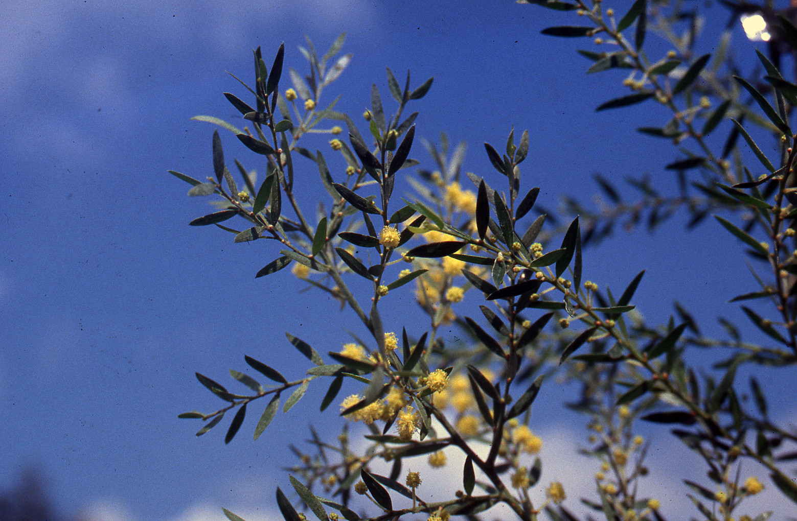 Acacia howittii