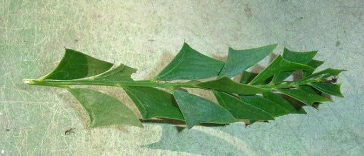 Acacia littorea
