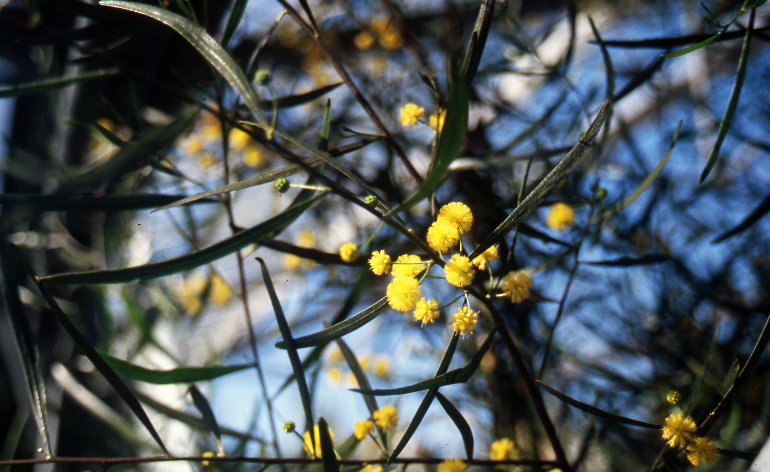 Acacia verniciflua