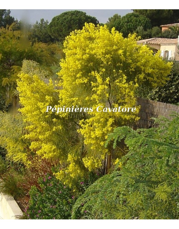 Acacia adunca Acacia adunca