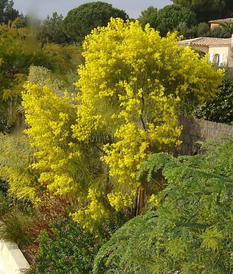 Acacia adunca