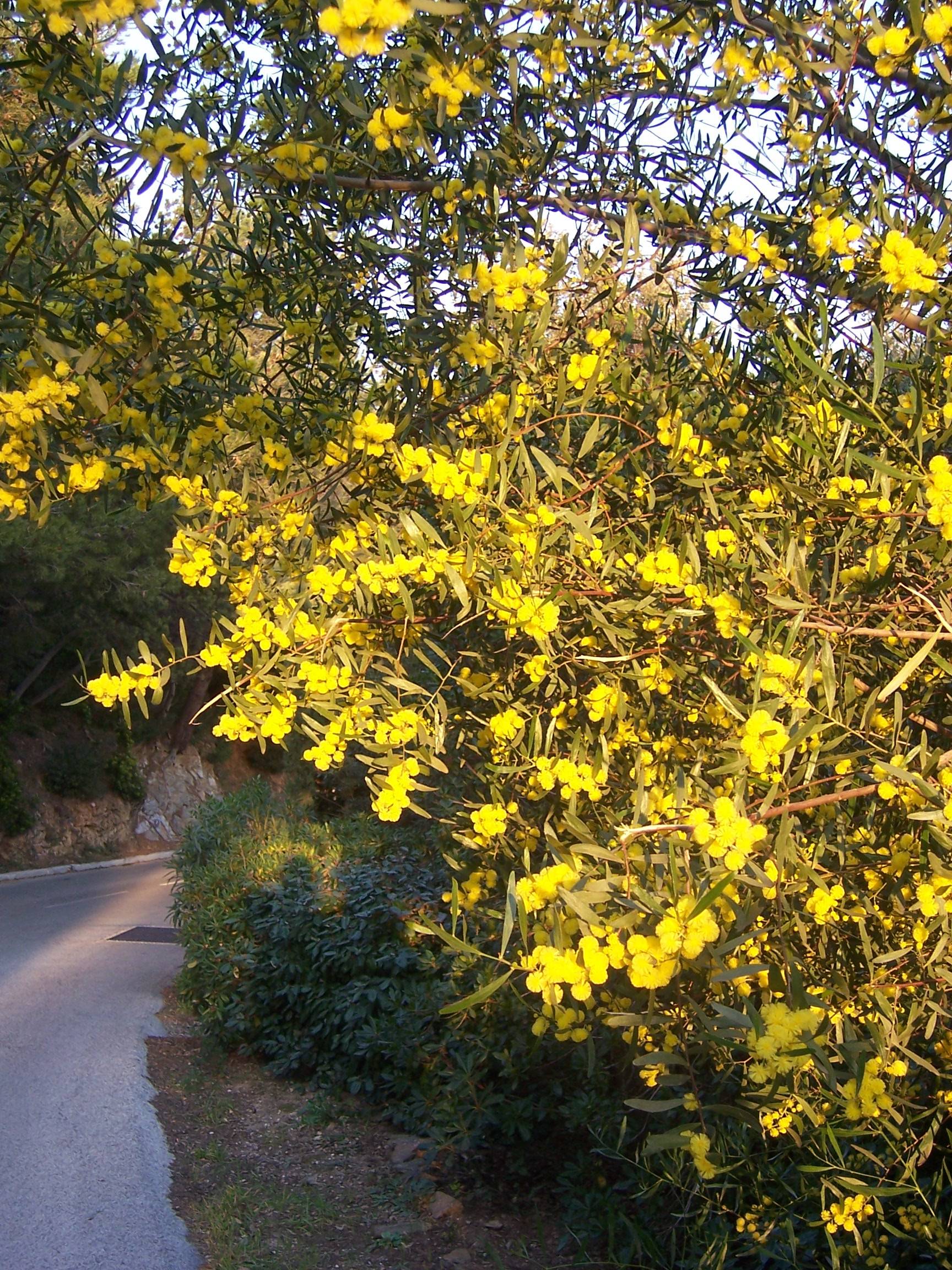 Acacia verniciflua