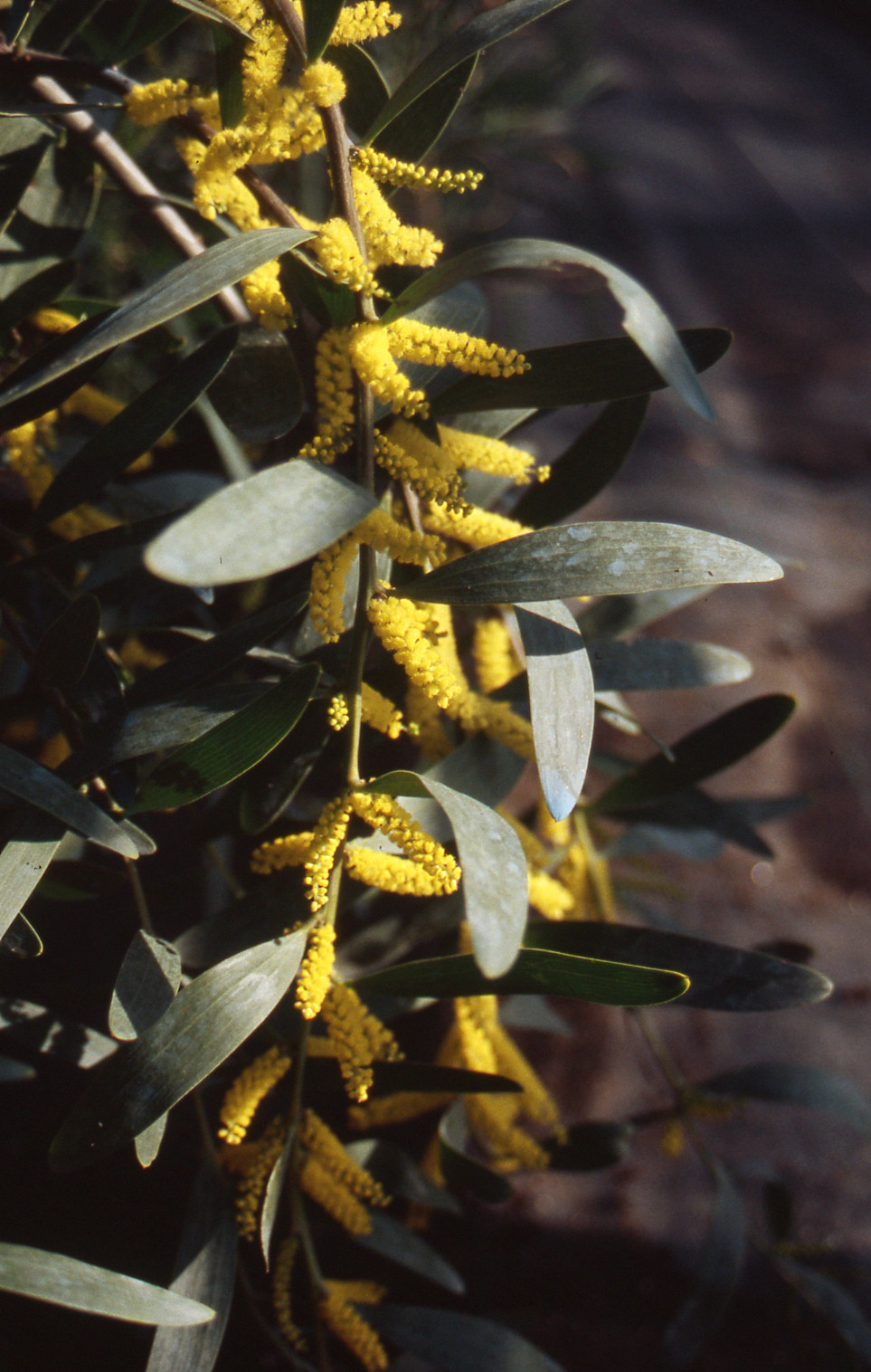 Acacia longifolia 'Prostrate'