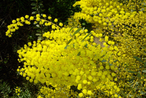 Acacia semilunata