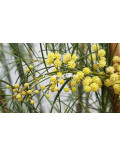Acacia harveyi