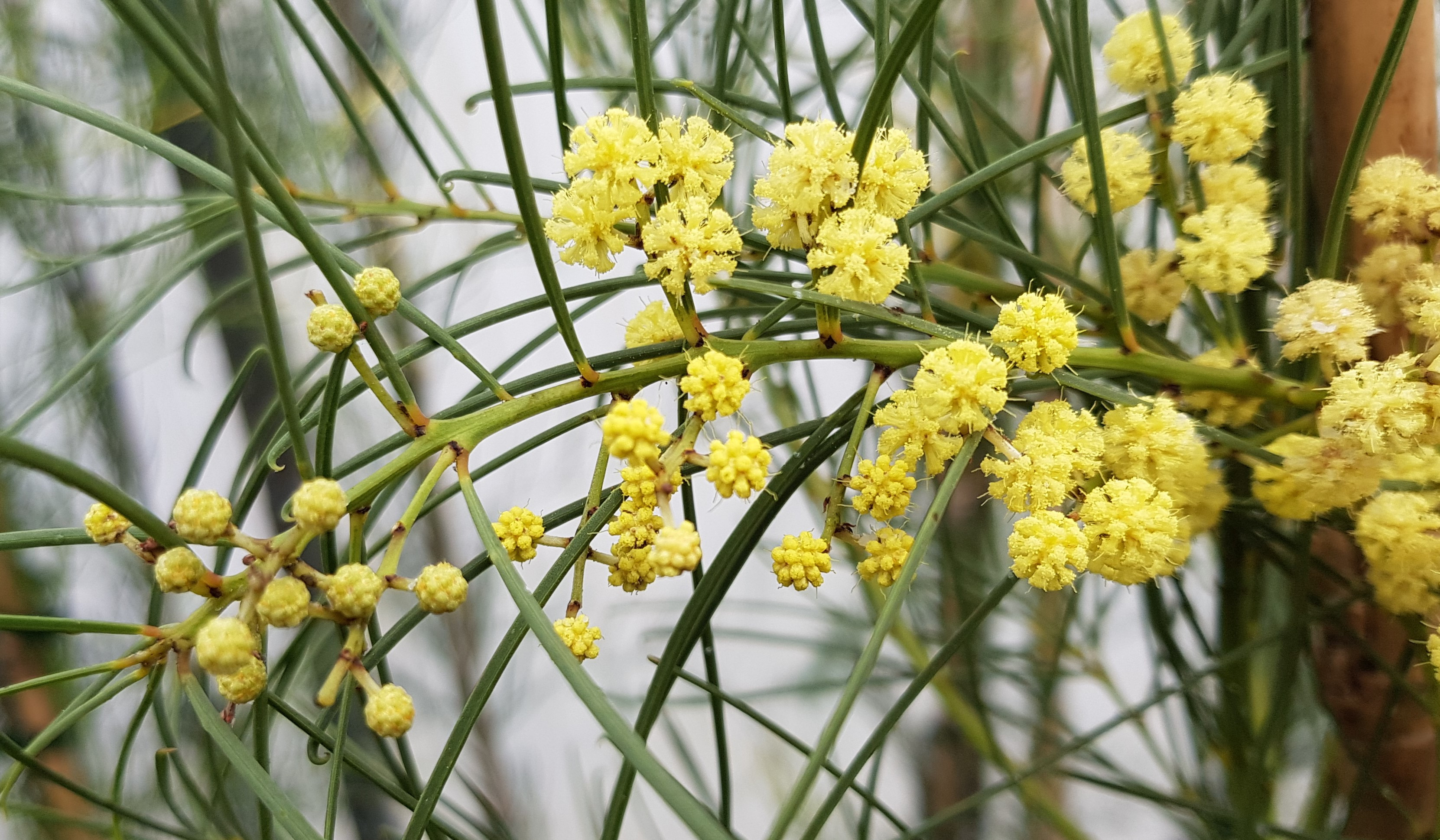 Acacia harveyi