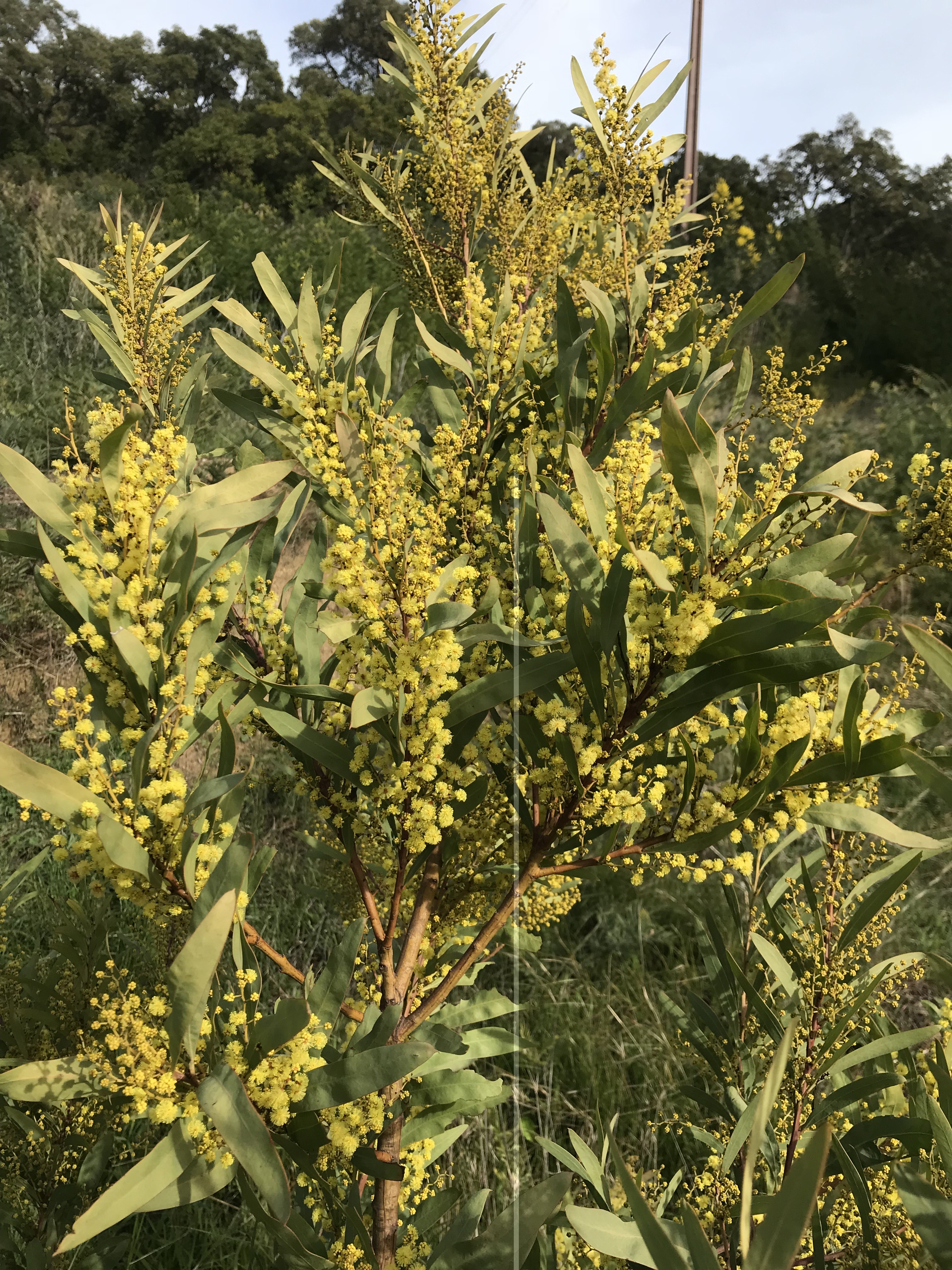 Acacia rubida