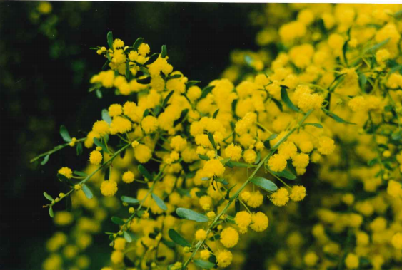 Acacia acinacea