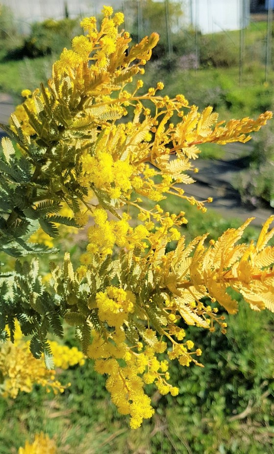 Acacia baileyana var. aurea