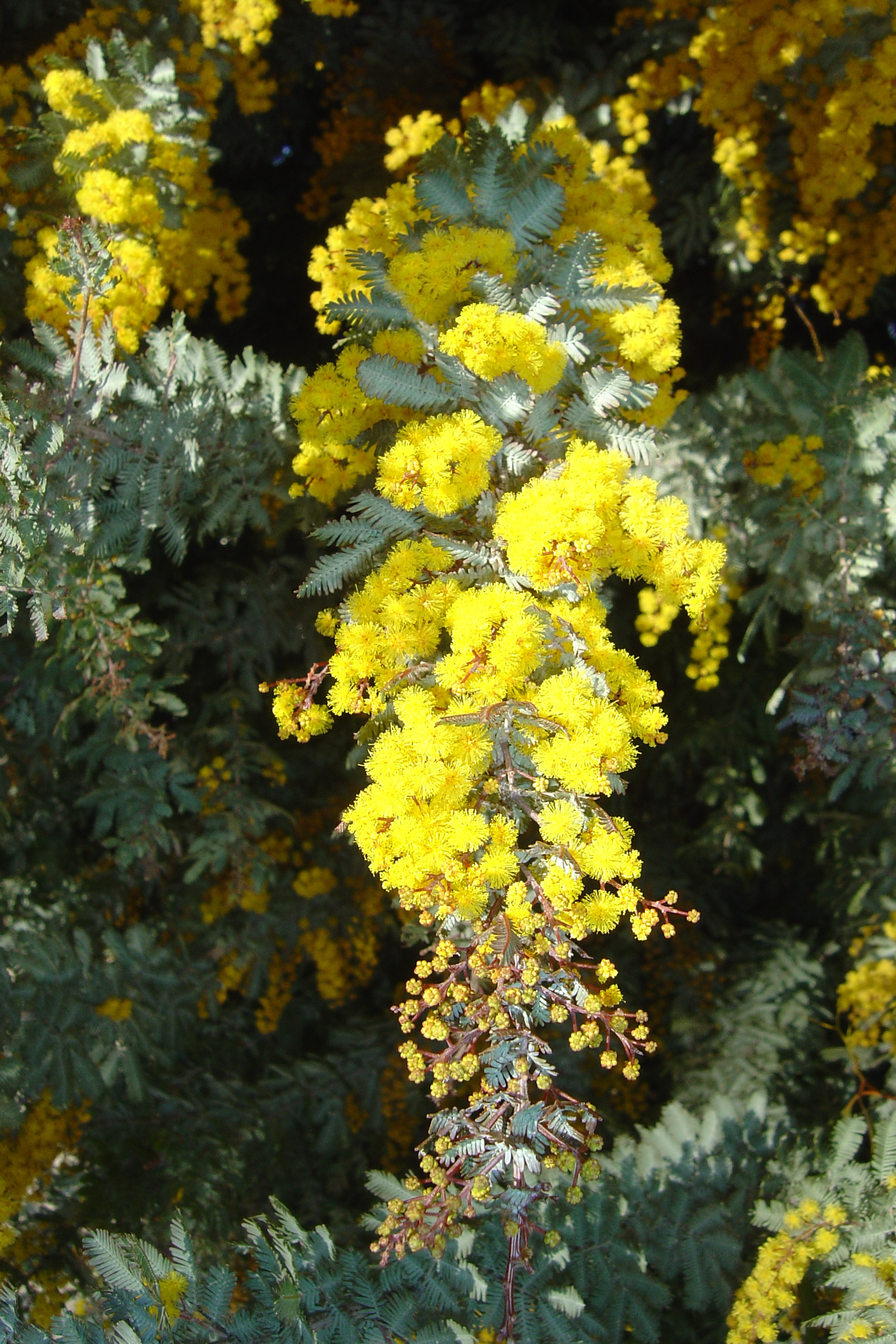 Acacia baileyana var. purpurea