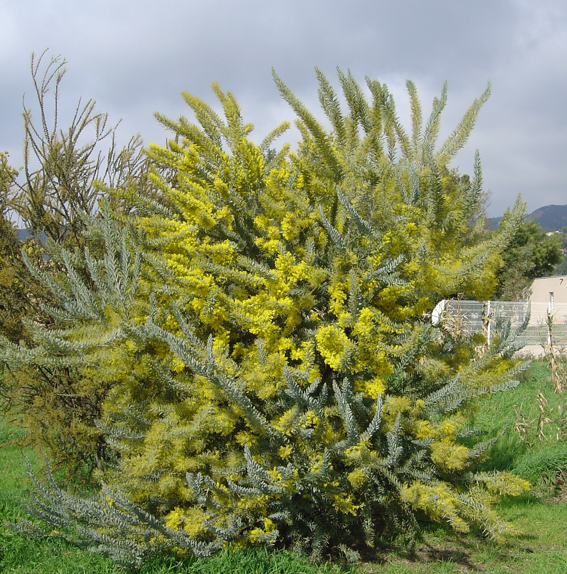 Acacia covenyi