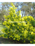 Acacia dealbata 'Gaulois'