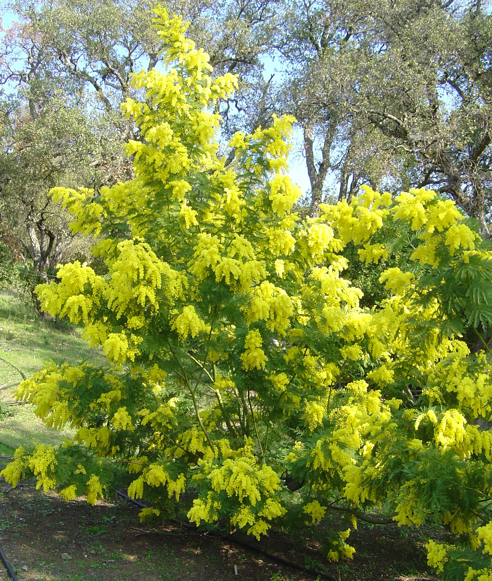 Acacia dealbata 'Gaulois'