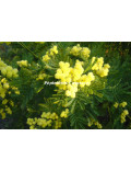 Acacia dealbata 'Gaulois Astier'