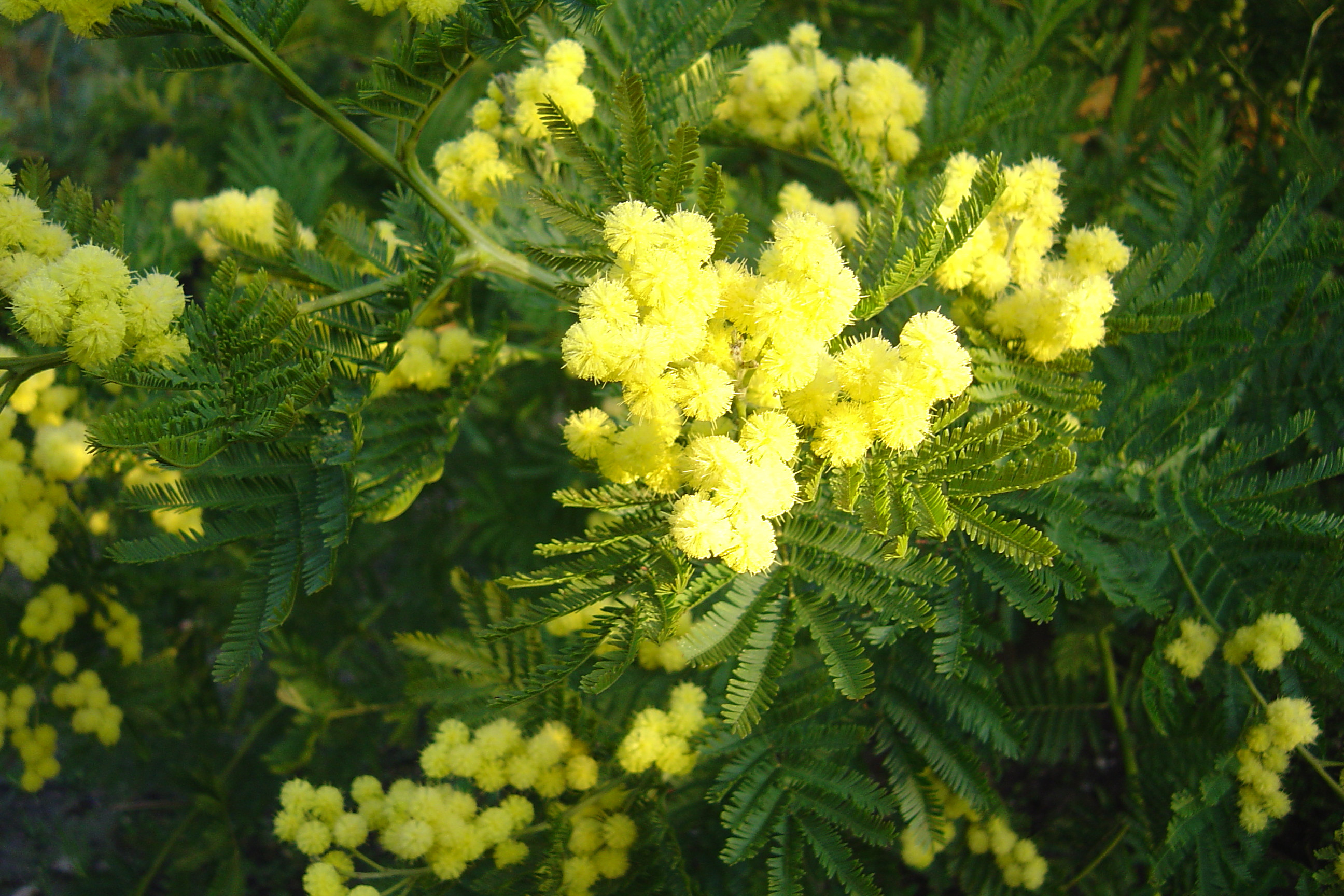 Mimosa Gaulois (Acacia Dealbata) - Plante Fleurie Extérieur - Touffe De 45-50 Cm En Pot ⌀ 19 Cm