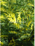 Acacia dealbata 'Gaulois Astier'