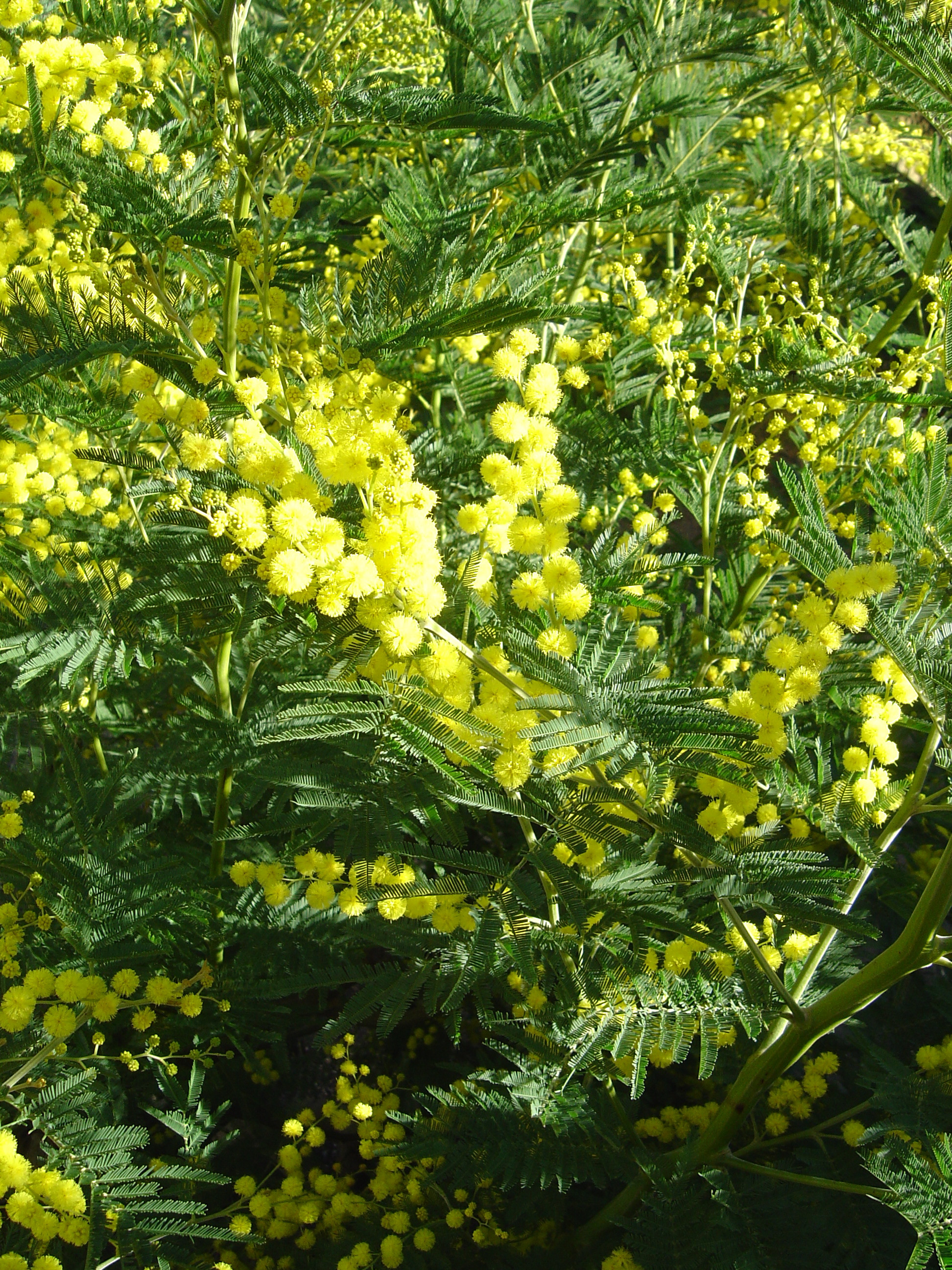 Acacia dealbata 'Gaulois Astier'