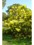 Acacia dealbata ‘Granet’