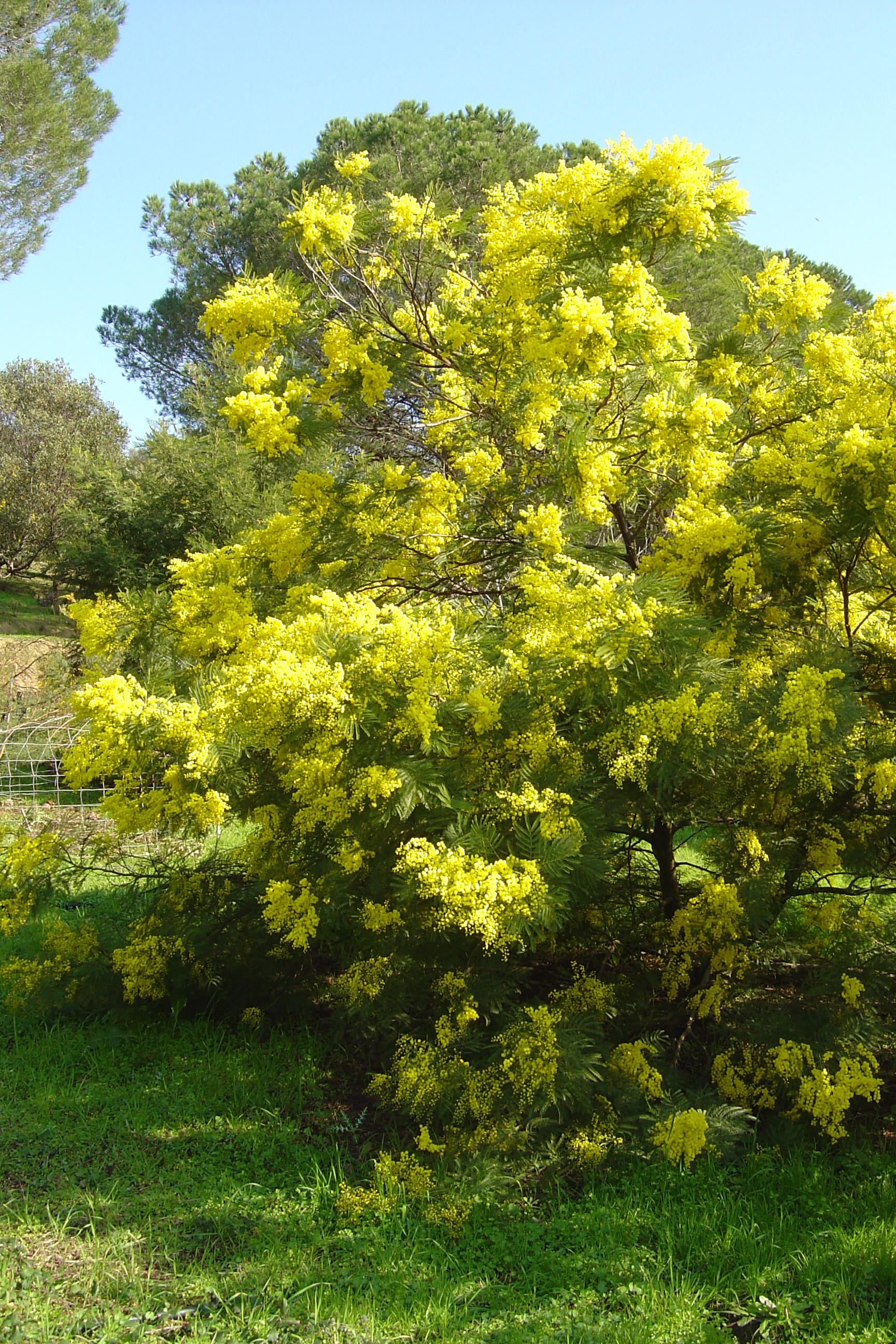 Acacia dealbata ‘Granet’